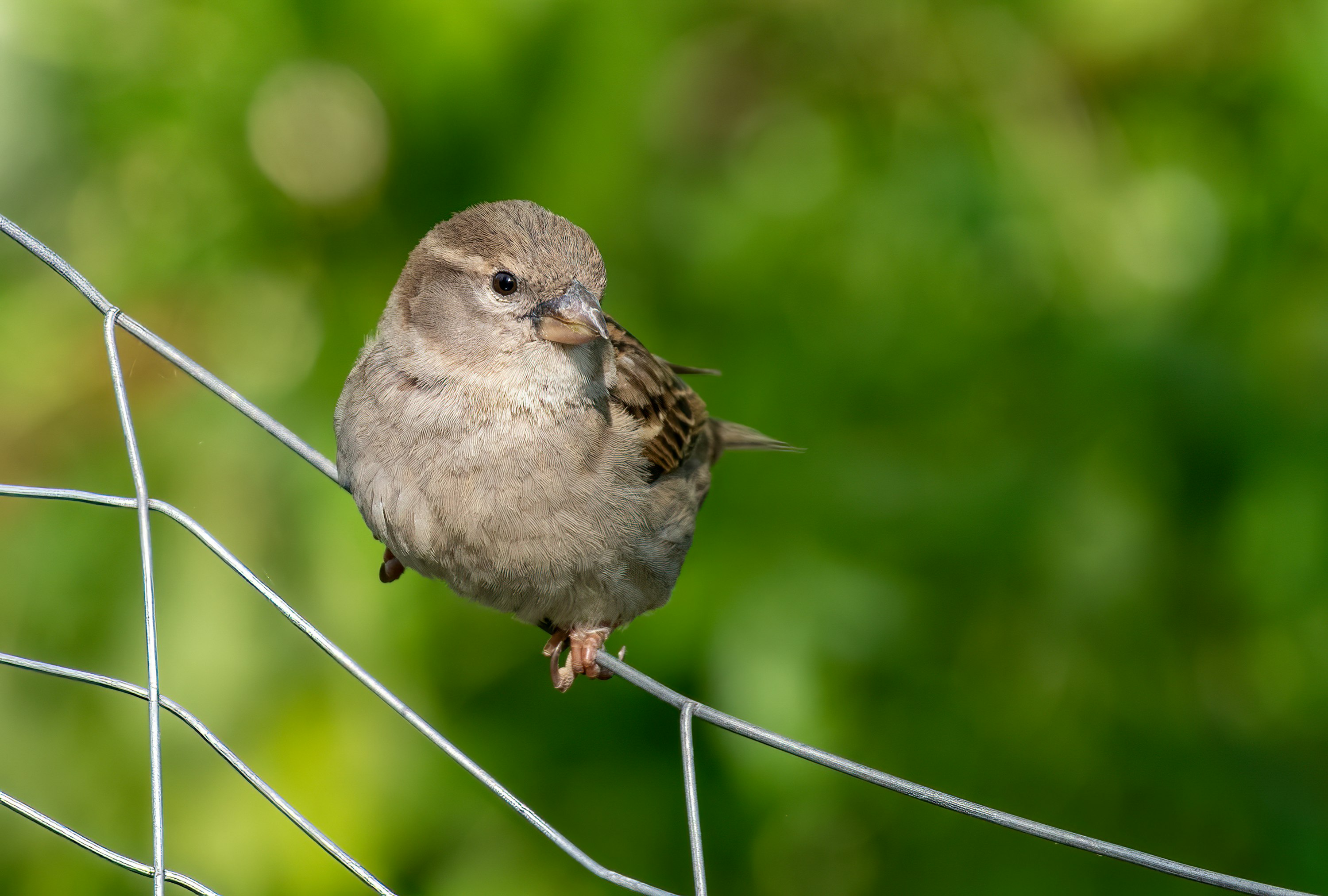 gray bird on gray wire during daytime